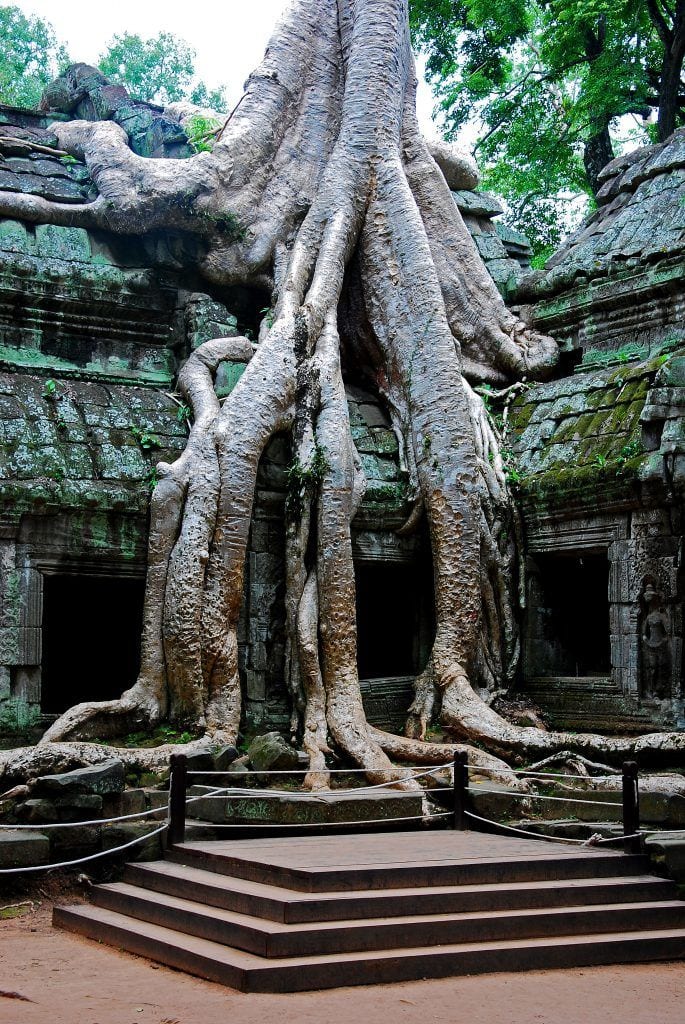 Cambodja – Angkor Wat, trærødder