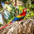 Frodige og farverige Costa Rica