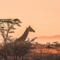 Safari i Kenya og solferie på Zanzibar