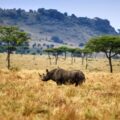 Safari og badeferie i Kenya