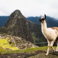Vandretur til Macchu Picchu i Peru