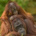 Fantastiske dyre- og naturoplevelser på Borneo