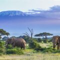 Luksus og safari i Tanzania