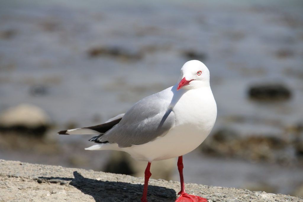 152331021968348800_resized