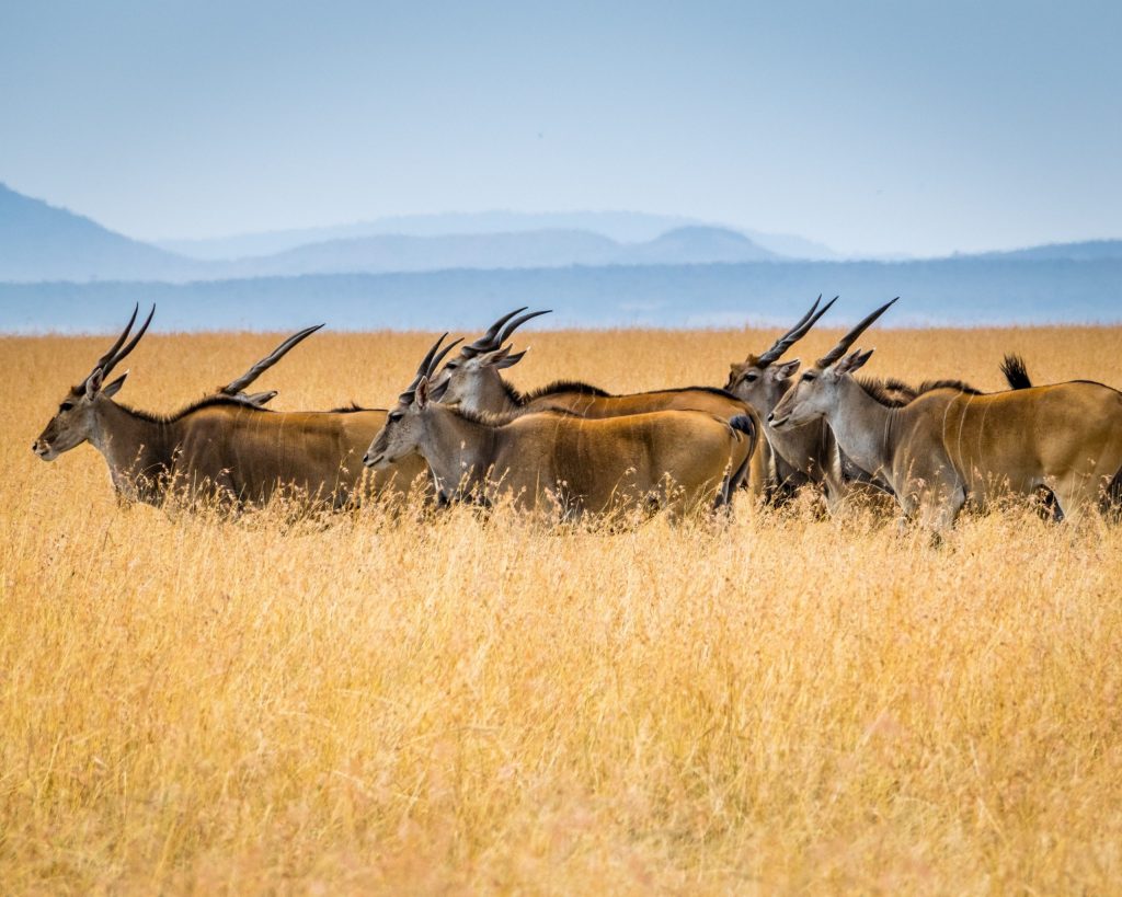 Kenya - safari - dyr - rejser