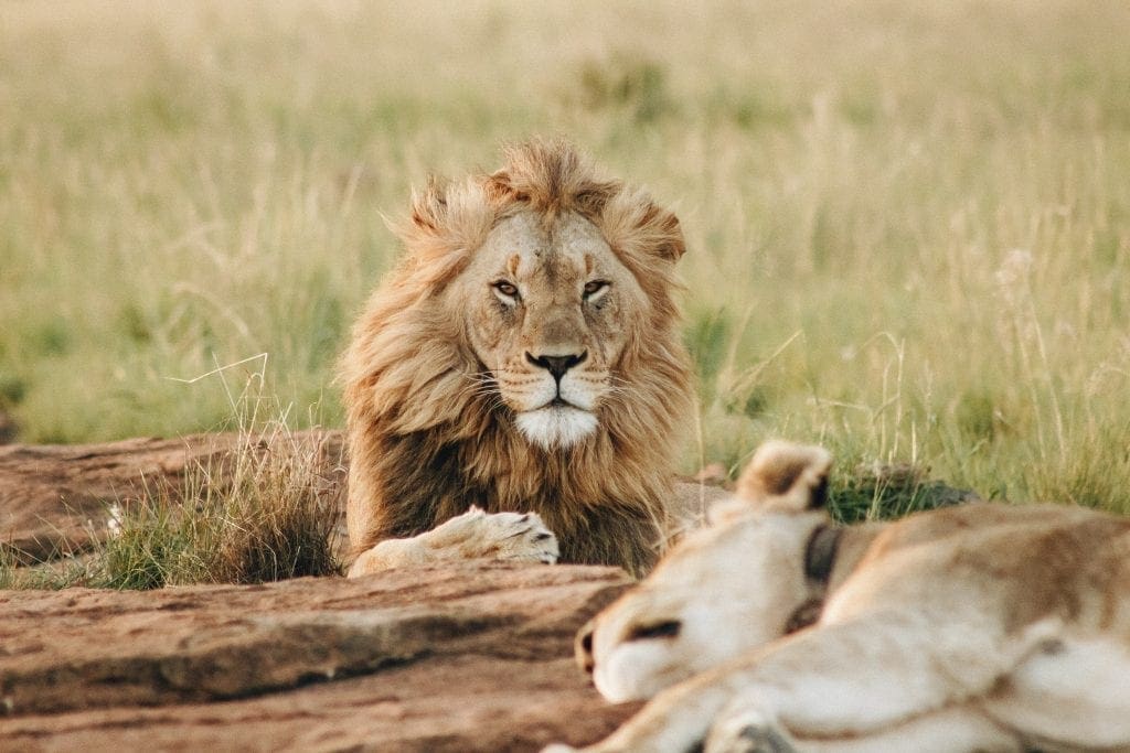 løve - safari - dyr - rejser
