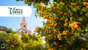 探索安达卢西亚的宝藏 Vitus Rejser