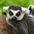 Madagaskar – lemurer og nationalparker