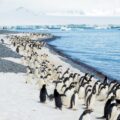 Eksklusive rejser til Antarktis