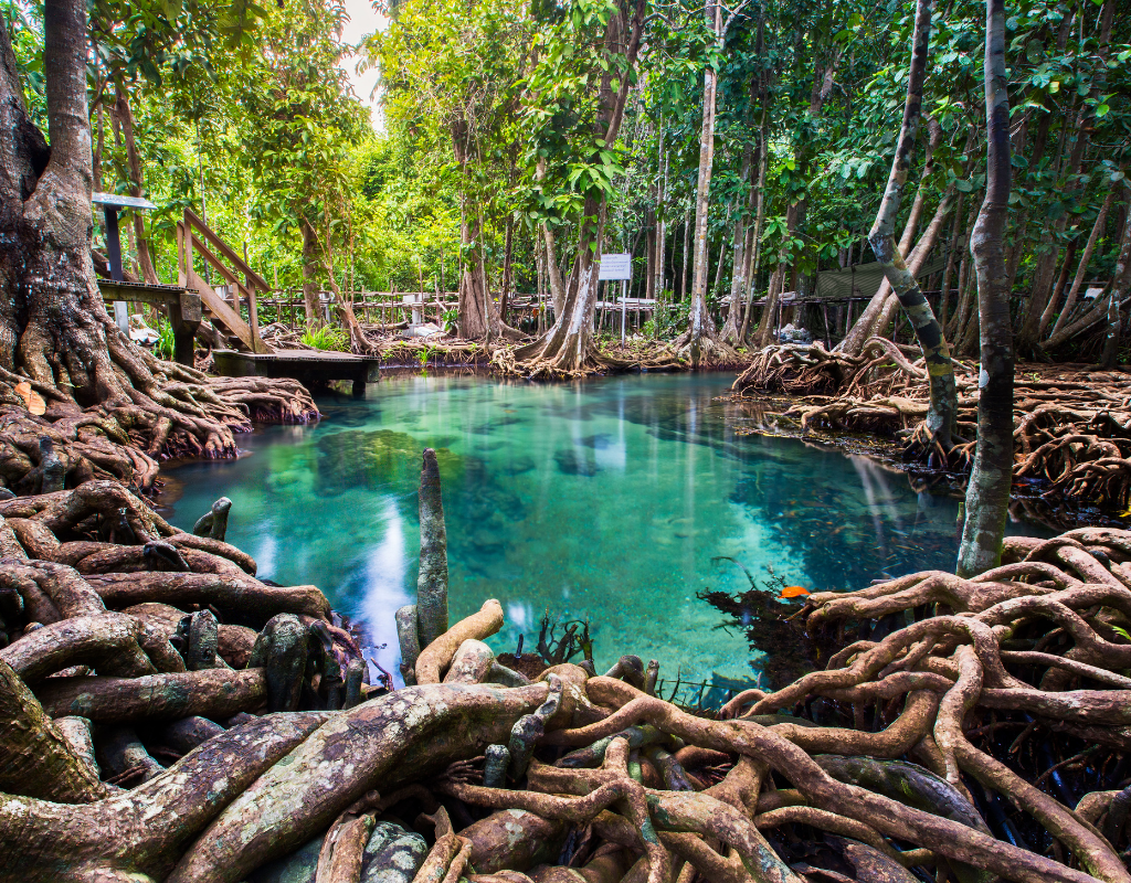 Thailand Mangrove