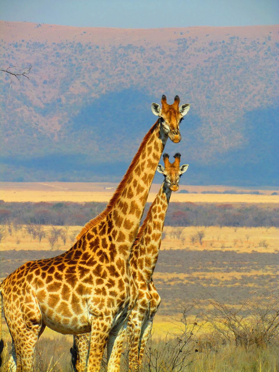 giraffes-g252f242c7_1280