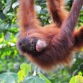 Mød orangutanger på smukke Borneo