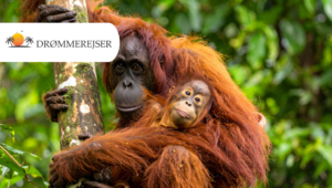 Fantastiske dyre- og naturoplevelser på Borneo med Drømmerejser