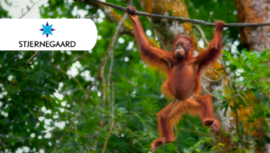 Stjernegaard Rejser ви кани на красивото Борнео