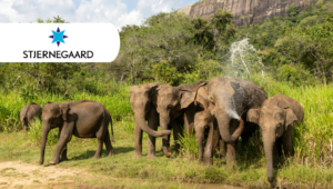 斯里兰卡的野生动物园和寺庙 Stjernegaard Rejser