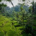 Bali, Sri Lanka og Gili-øerne med Alekos Rejser