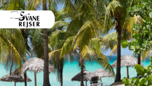 Découvrez la culture cubaine lors d'un voyage de groupe avec Svane Rejser