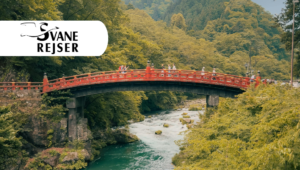 Oplev det bedste af Japan på solo-rundrejse med Svane Rejser
