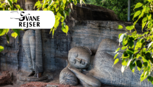 Unik rundrejse til Sri Lanka: Rejs alene, sammen med andre med Svane Rejser