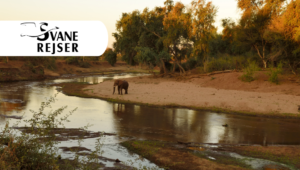 Safari in Südafrika als Alleinreisender mit Svane Rejser