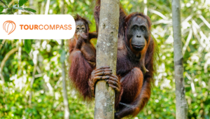 Reisen Sie mit TourCompass nach Borneo