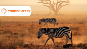 Safari og badeferie i Kenya med TourCompass