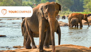 Ervaar de hoogtepunten van Sri Lanka met TourCompass