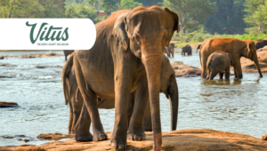 Mitkommen Vitus Rejser auf einer unvergesslichen Rundreise durch Sri Lanka