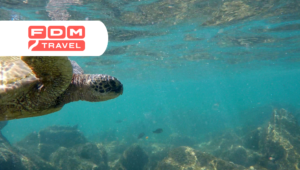 सड़क यात्रा FDM Travel: हवाई के चार द्वीपों की अपनी गति से खोज करें