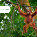Explora la naturaleza salvaje de Borneo con Panorama Travel
