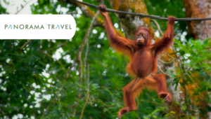 Explorez la nature sauvage de Bornéo avec Panorama Travel