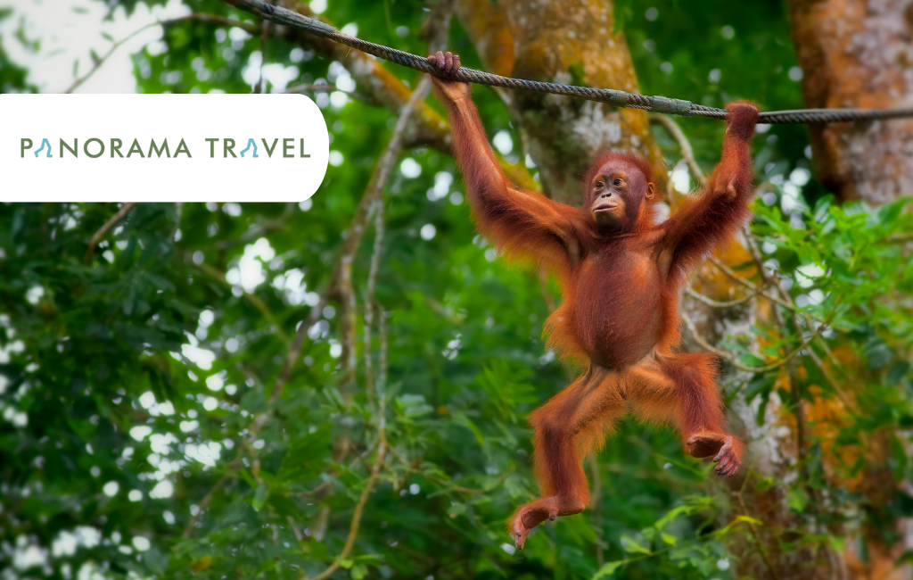 Borneo - Panorama Travel