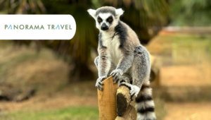 Madagaskar ile Panorama Travel – lemurlar ve milli parklar