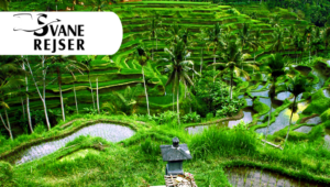 Travel alone – with others – on a round trip to Bali with Svane Rejser
