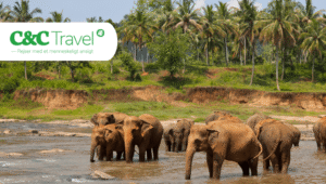 Reis met C&C Travel op een rondreis naar Sri Lanka met uw eigen privéchauffeur