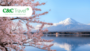 Japonya'yı C&C Travel ile Deneyimleyin