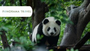 Pandaer og Shangri-La i Kina med Panorama Travel