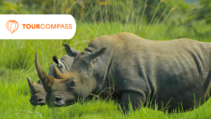 Drakensbjergene og safari i KwaZulu-Natal med TourCompass